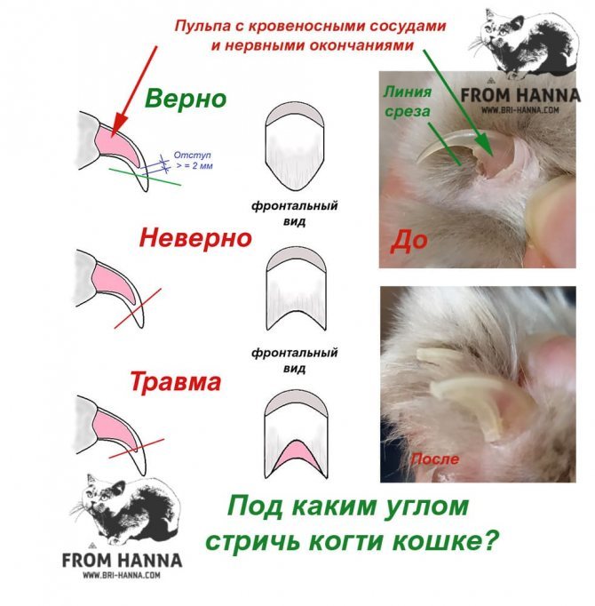 Как подстричь когти кошке или коту правильно | в домашних условиях