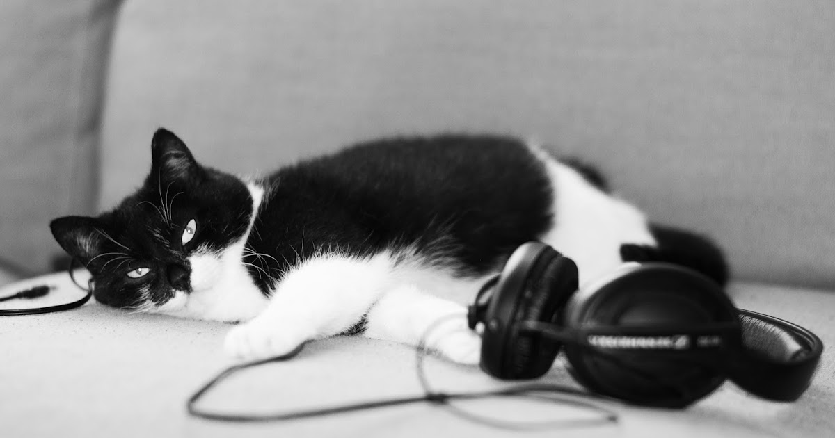 Успокаивающая музыка для кошек | вокруг кота