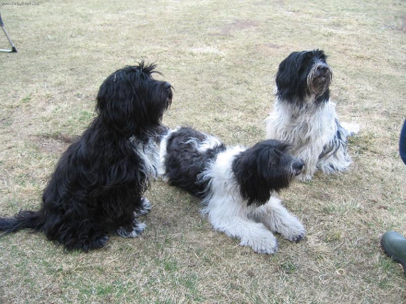 Шапендуа: описание породы собак