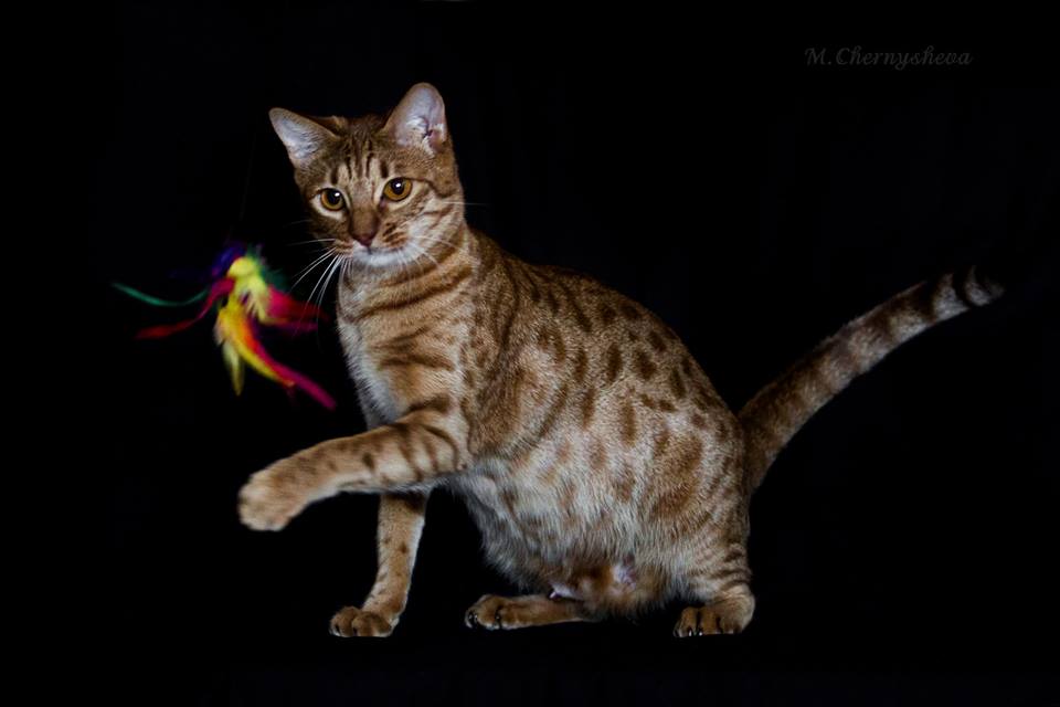 Оцикет (кошки и коты): описание породы, характер, отзывы, фото