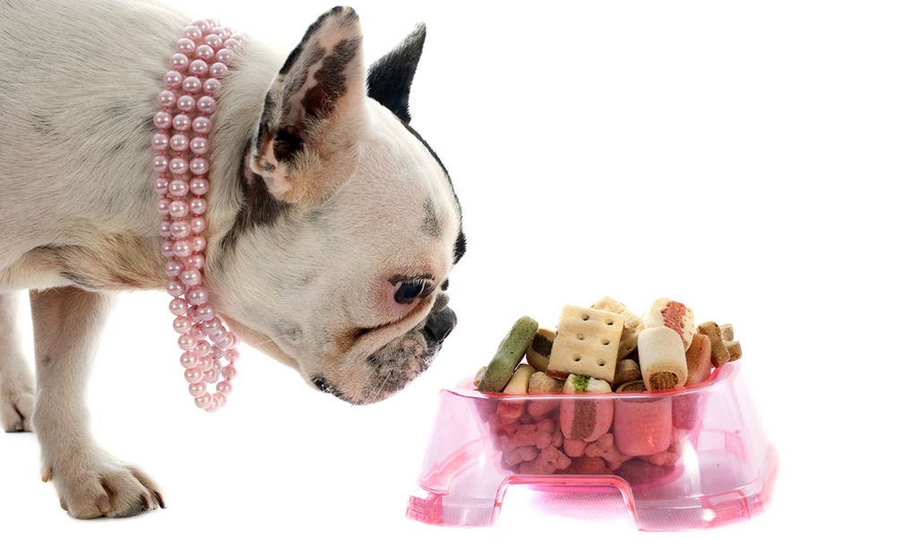 Чем кормить французского бульдога? питание щенков, правила кормления взрослых собак в домашних условиях. что нельзя давать?