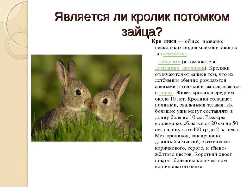 Ангорские кролики: фото, описание породы, интересные факты