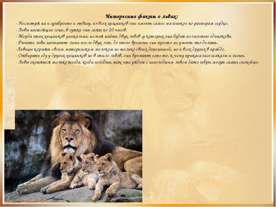 Про львов читать. Интересные факты о львах. Факты про Львов. Лев интересные факты для детей. Факты про Львов животных.