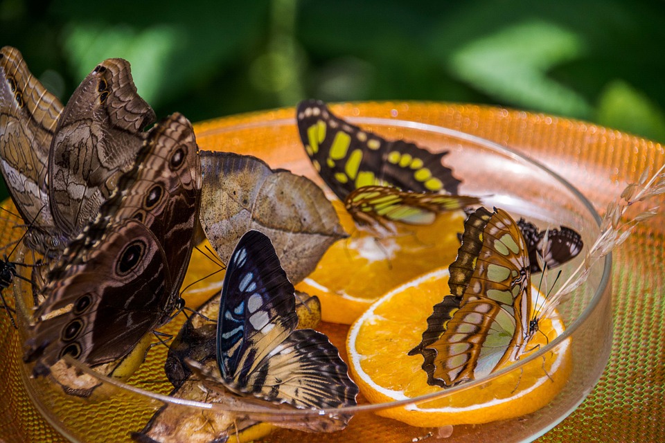 Ферма бабочек - бабочкарий в домашних условиях, выращивание, уход