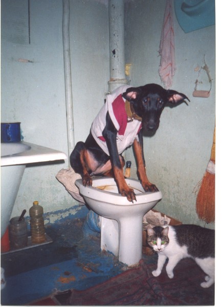 Как приучить собаку к туалету в квартире | дома