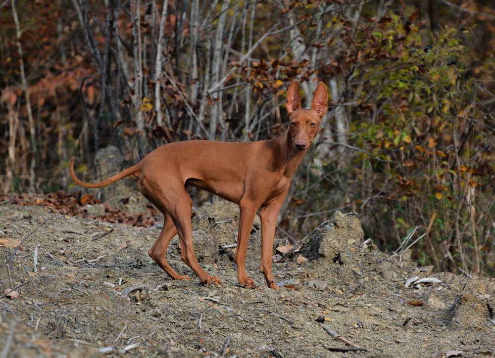 Чирнеко дель этна: фото, описание и характеристика породы, уход | все о собаках