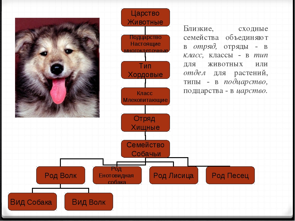 Классификация пород собак. отличия классификации fci и акс.