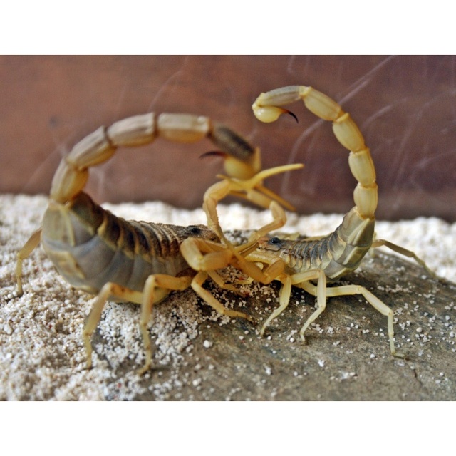 Скорпион - страшный монстр или милый питомец?