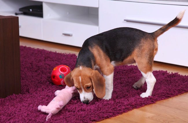 Содержание собаки породы бигль в квартире – правила, советы по уходу