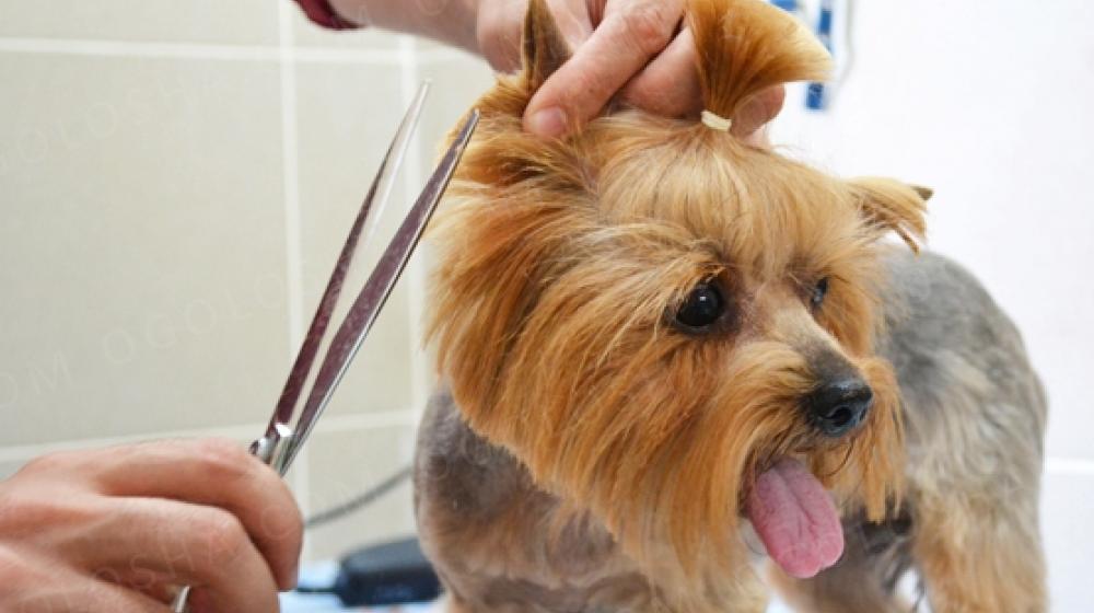 Как недорого подстричь собаку
