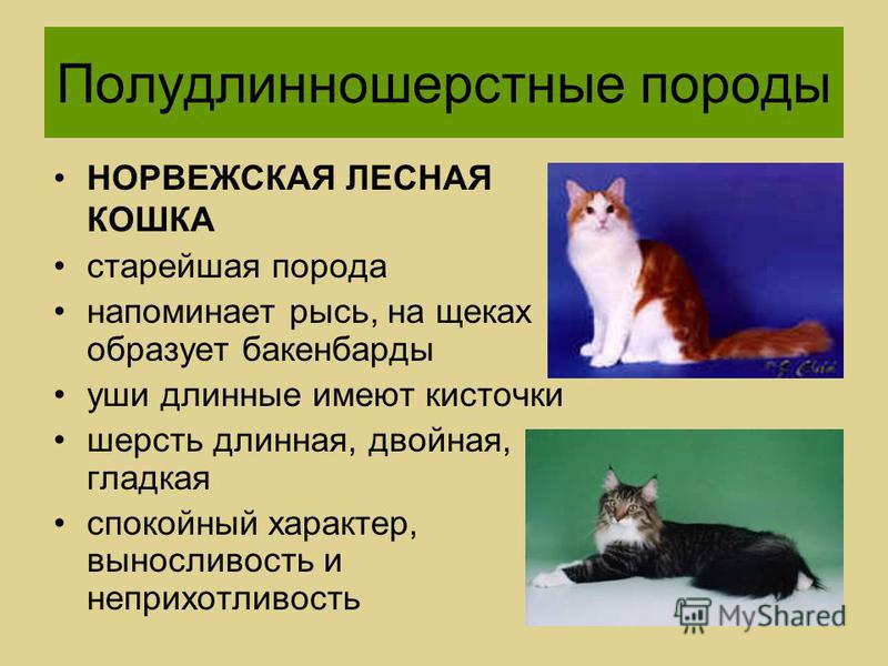 Турецкий ван: история породы, правила содержания котика