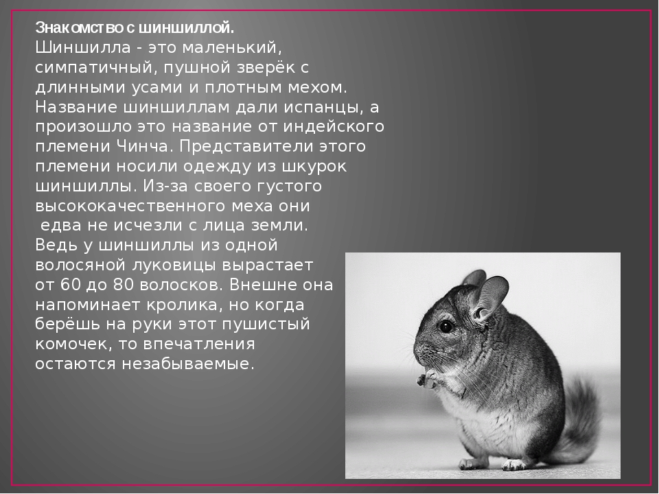 Шиншилла животное. описание, особенности, уход и цена шиншиллы | живность.ру