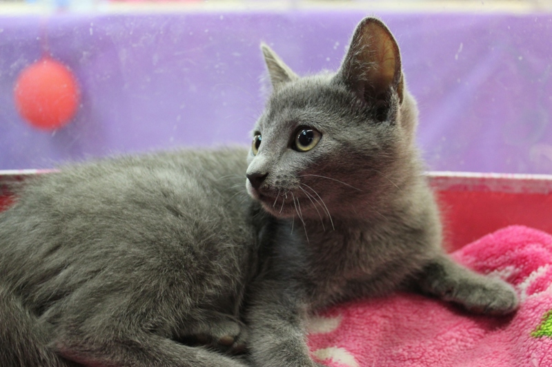 Купить котенка русской голубой кошки - русские голубые кошки питомник graysland