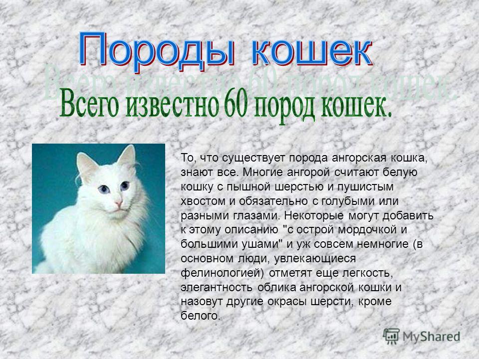 Русские кошки: описание, породы, выбор и нюансы ухода