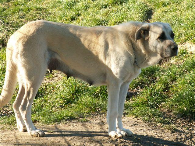 Волкодавы - породы собак с описанием, как они выглядят - окружающий мир вокруг нас