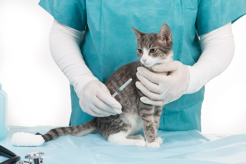 Коронавирус у домашних животных: виды, симптомы, лечение, анализы