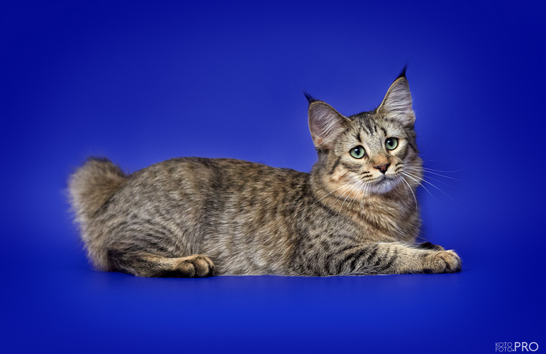 Пиксибоб кошка - описание породы, характер и особенности