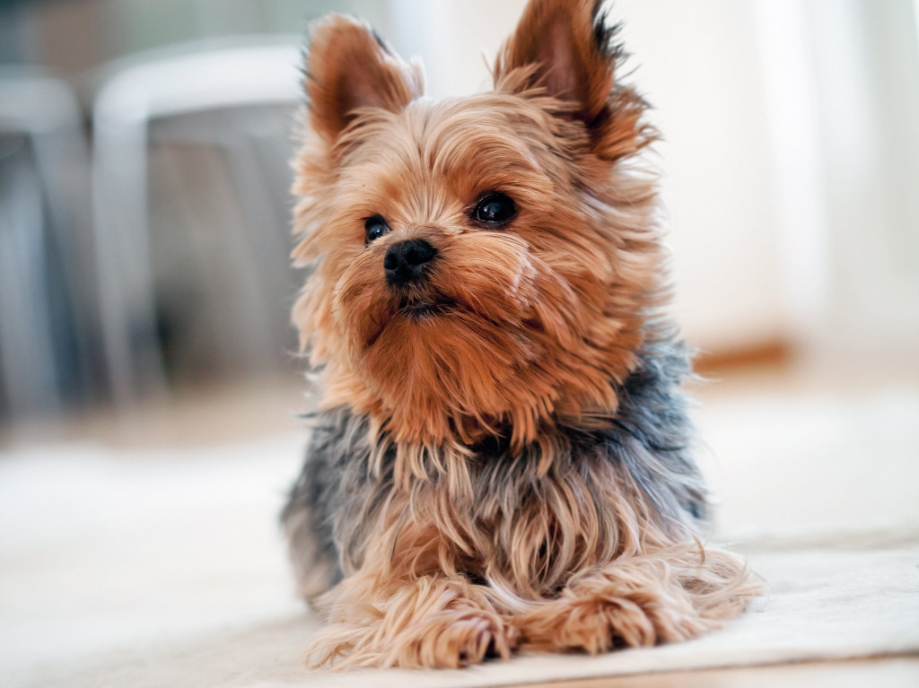 Декоративные собаки: 20 лучших пород с названием, описанием и фото