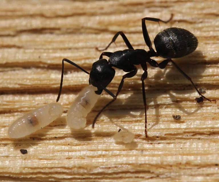 Как собрать муравьев для лекарства
