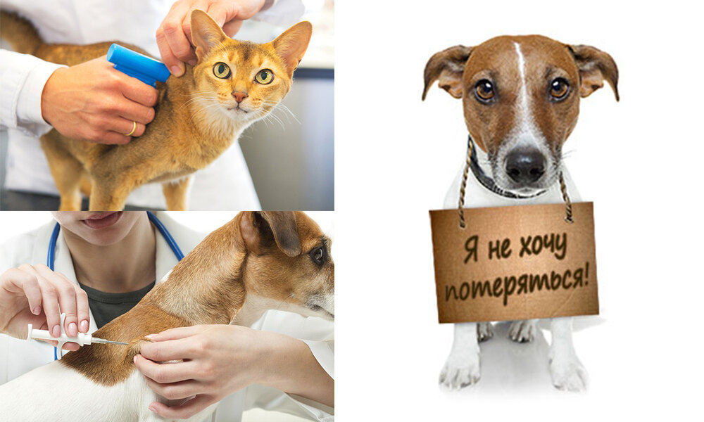 Все, что вы хотели бы знать о чипировании собак и кошек