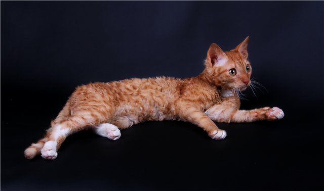 Уральский рекс: описание породы кошек, фото и видео материалы, отзывы о породе