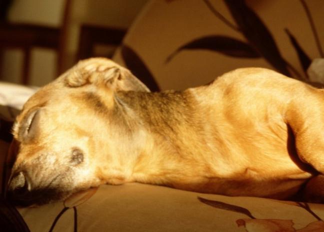 Чумка у собак: симптомы и признаки заболевания, лечение и профилактика