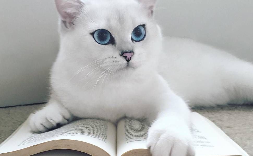 8 пород кошек с голубыми глазами [фото, названия] - муркотэ