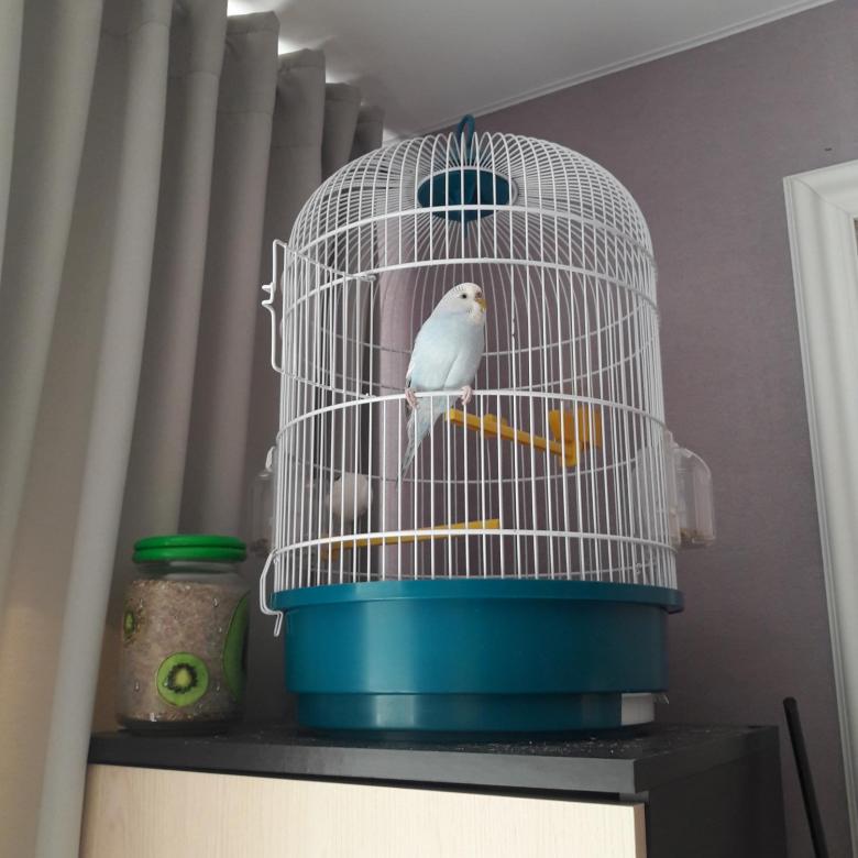 Куда поставить клетку с попугаем, на какой высоте прикрепить, в какие места в доме лучше не ставить домик