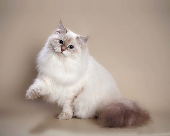 Невская маскарадная кошка ???? фото, описание, характер, факты, плюсы, минусы кошки ✔