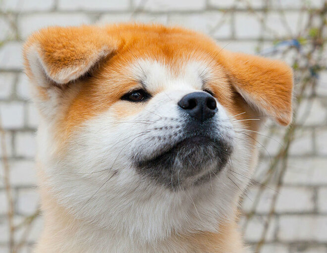 Японский хин собака. описание, особенности, виды, уход и цена породы | живность.ру