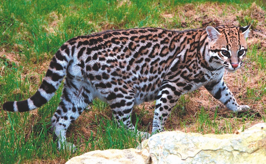 Дикая кошка-леопард оцелот – среда обитания, виды, размножение, питание, возможность одомашнивания