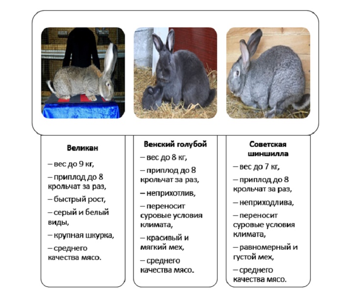 Декоративные кролики: отзывы. породы, цены, содержание кроликов