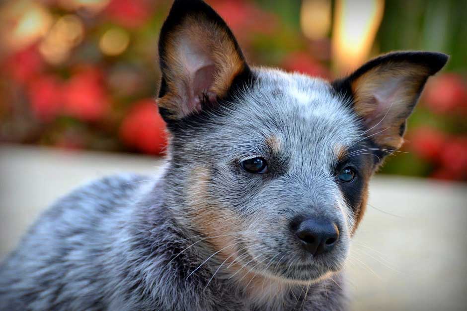 Австралийские пастушьи собаки (30 фото): описание породы хилер, особенности ухода за щенками кеттл дога