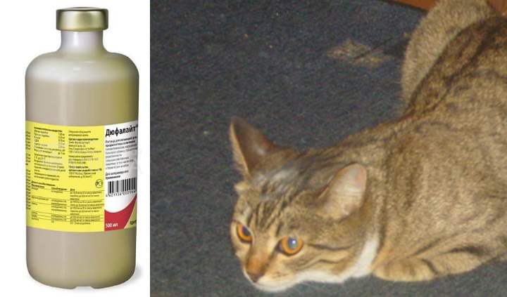Дюфалайт для кошек — не только при авитаминозе