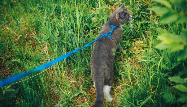 Как поймать кошку на улице или дома? совет эксперта