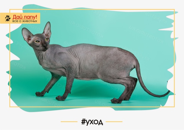 Петерболд: описание характера и внешнего вида кошки от а до я. топ-100 фото породы