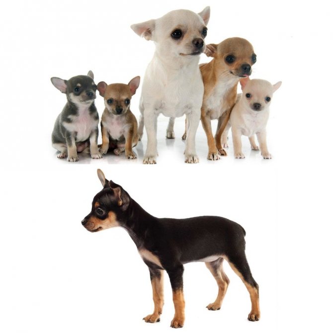 Чихуахуа мини – характеристика карликовой породы: внешность и особенности собаки, рекомендации по уходу и правильному содержанию
