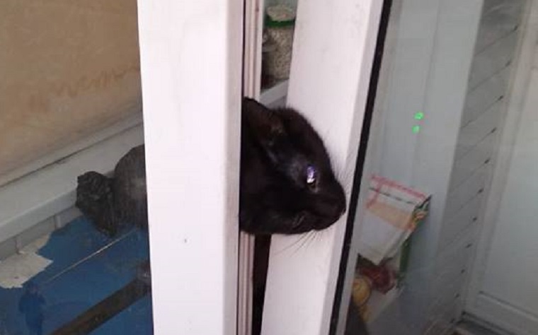 Если кошка выпрыгнула с окна как ее найти