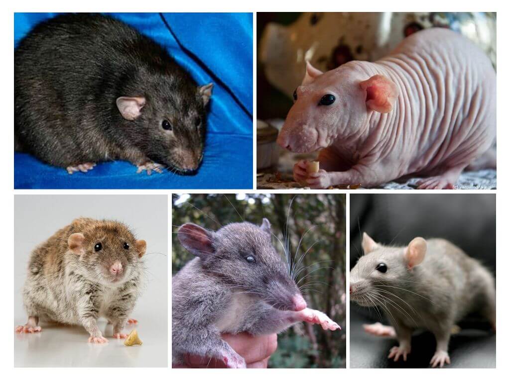 Породы крыс - описание декоративных крыс, уникальные породы, особенности животных