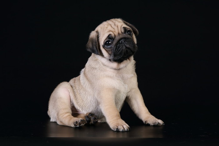 Собака мопс: описание породы и характер щенков