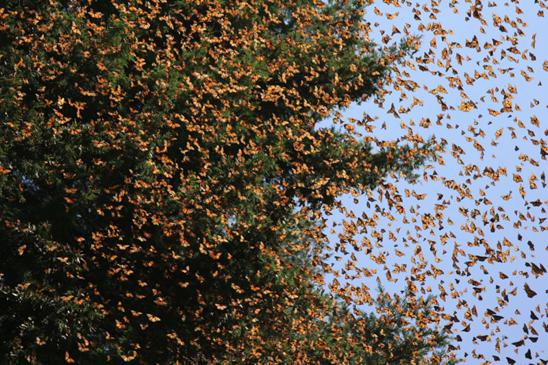 Бабочка монарх данаида, сколько живет, фото, описание и миграция