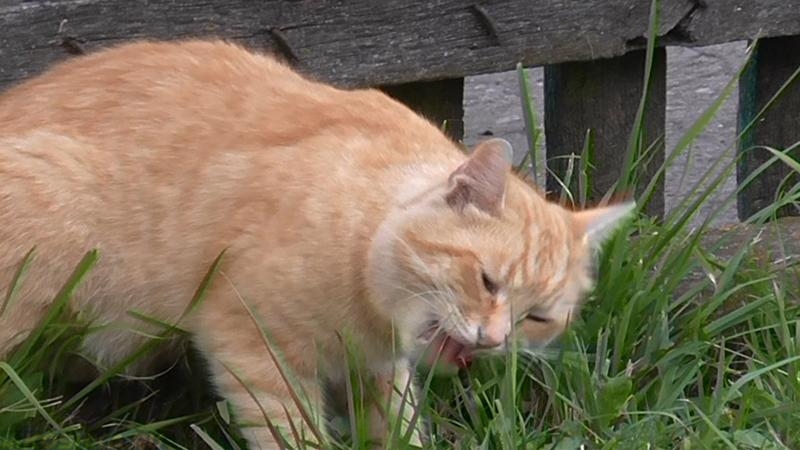 Для чего кошки едят траву, и какую можно давать