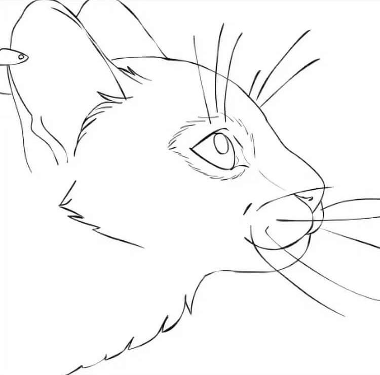 Как нарисовать кошку поэтапно карандашом и не только: инструкции для детей с фото, как изобразить мордочку и глаза, аниме и др + схемы и видео