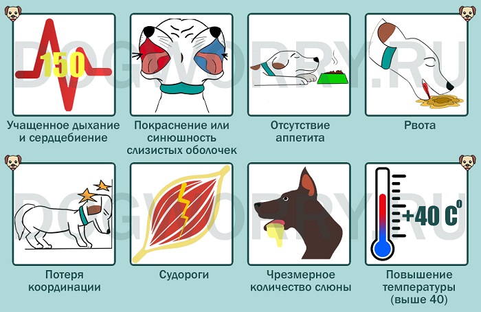Собака тяжело и часто дышит: с открытым ртом и высунув язык, причины тахипноэ, почему появляется во сне, что делать при учащённом сердцебиении