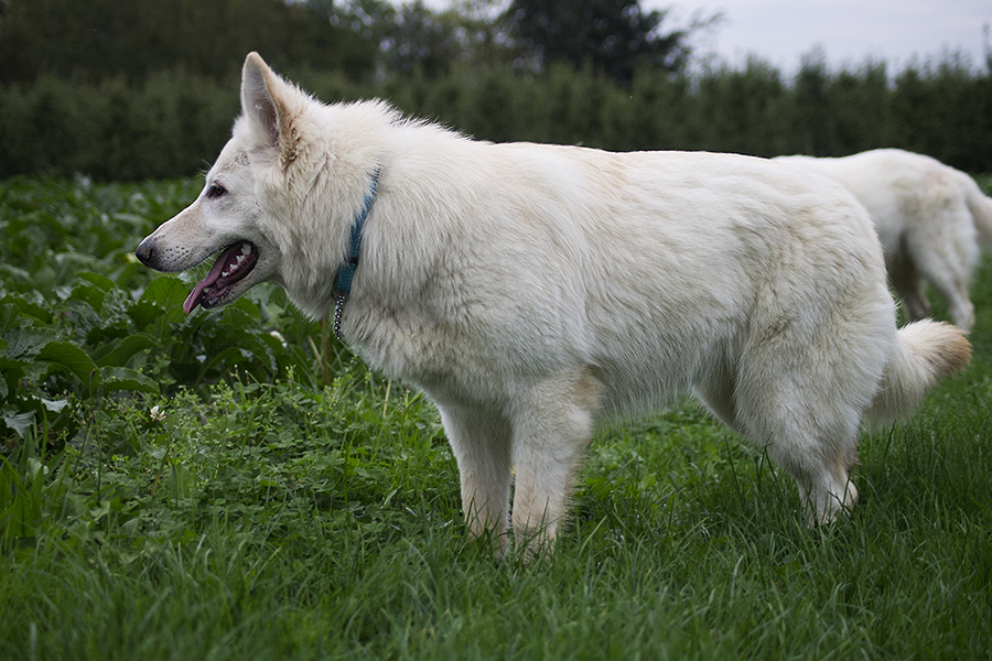 Описание породы собак белая швейцарская овчарка с отзывами владельцев и фото