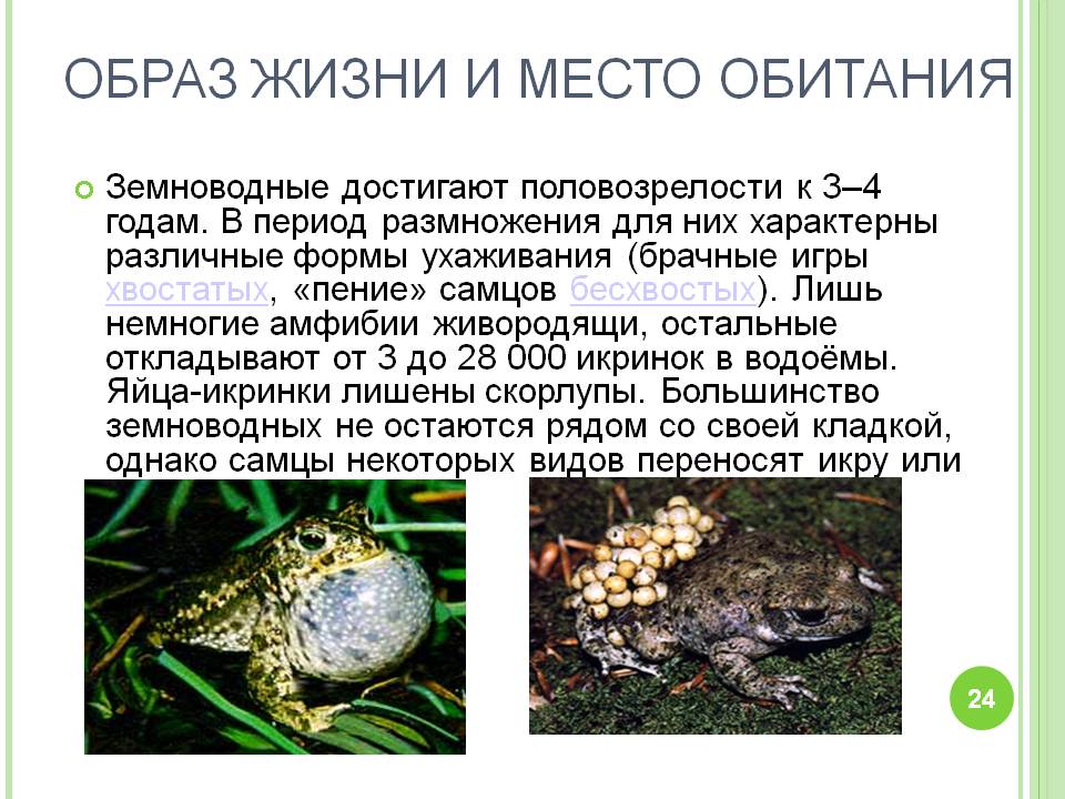 Жабы: фото, описание. отличие жабы от лягушки.
