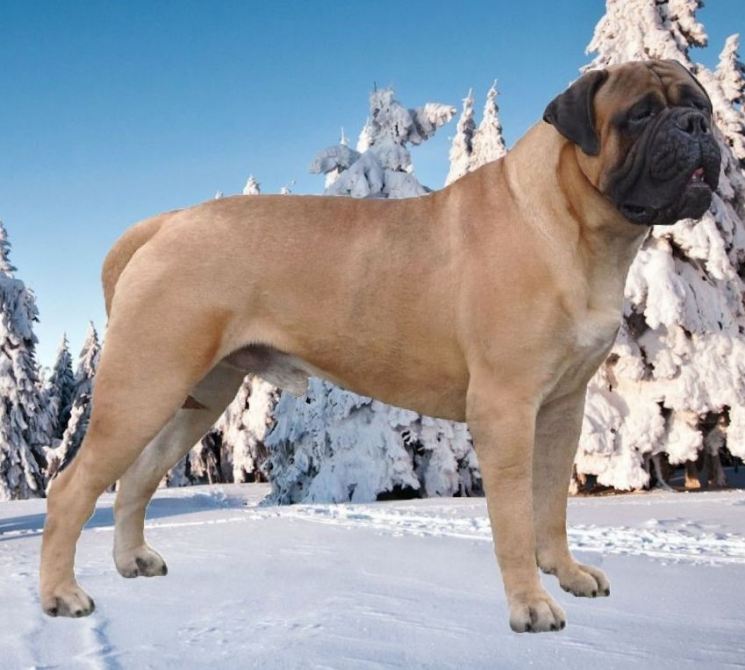Бульмастиф: фото и описание породы собак
бульмастиф: фото и описание породы собак