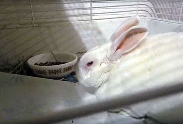 Запор у кролика - что делать, лечение в домашних условиях у декоративного