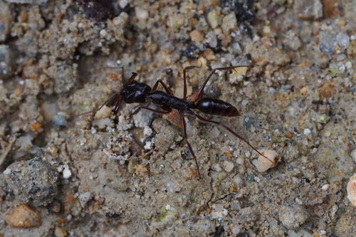 История о капканщиках. (odontomachus rixosus) | клуб любителей муравьев