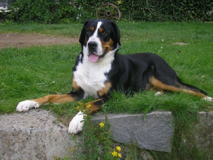 Швейцарский зенненхунд собака. описание, особенности, уход и цена породы | sobakagav.ru